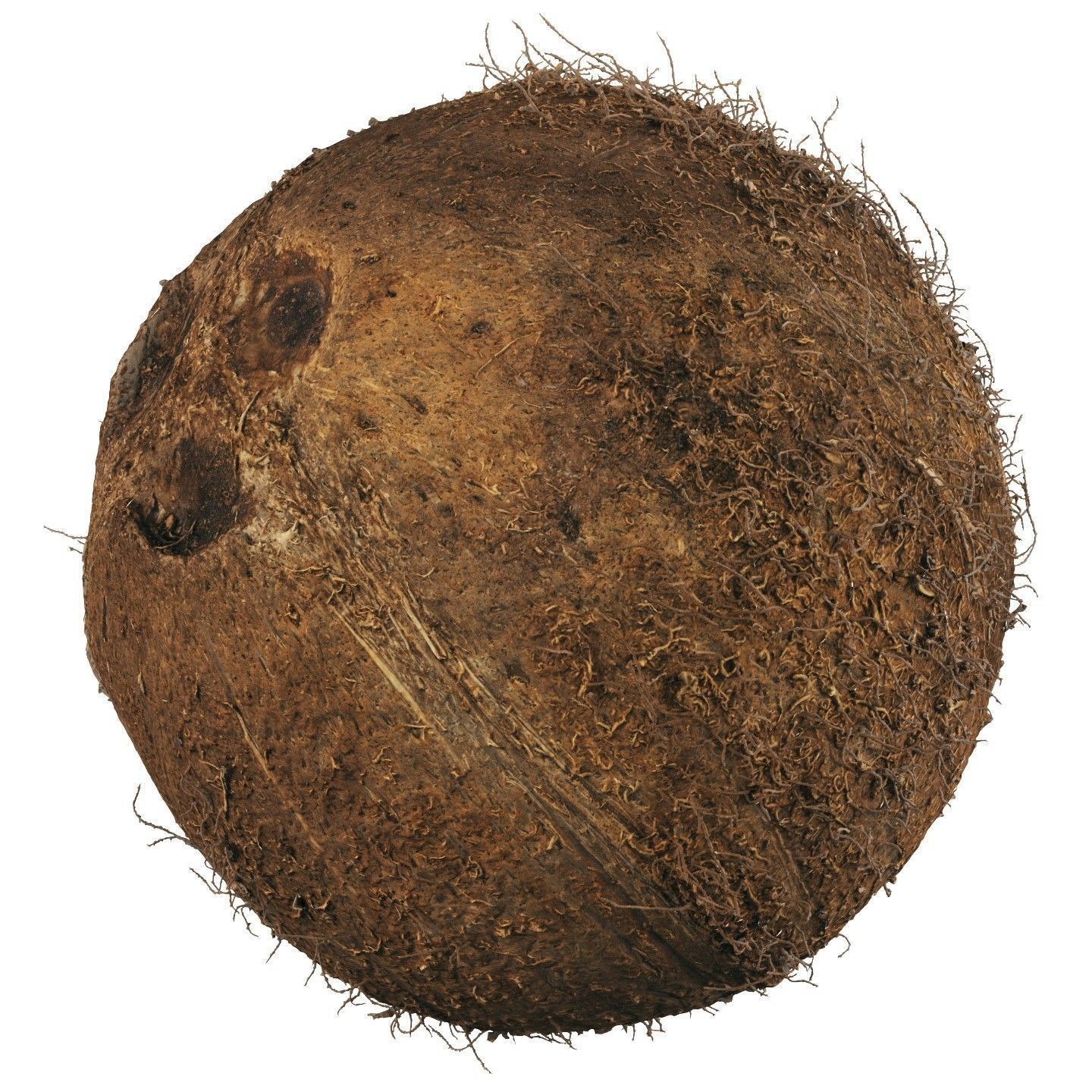4K Scanned Coconut - PBR Game-Ready 3D Model - View 4