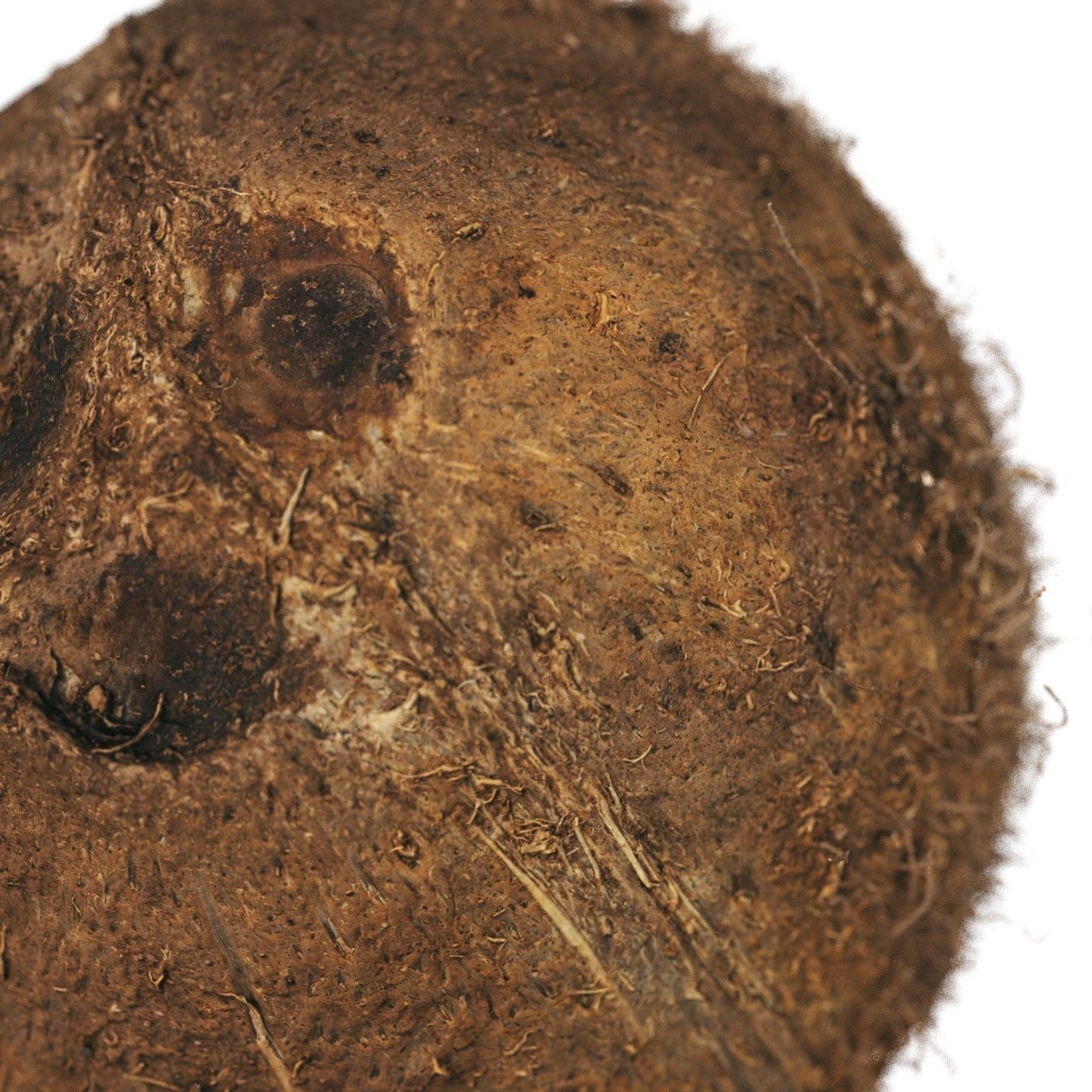 4K Scanned Coconut - PBR Game-Ready 3D Model - View 8