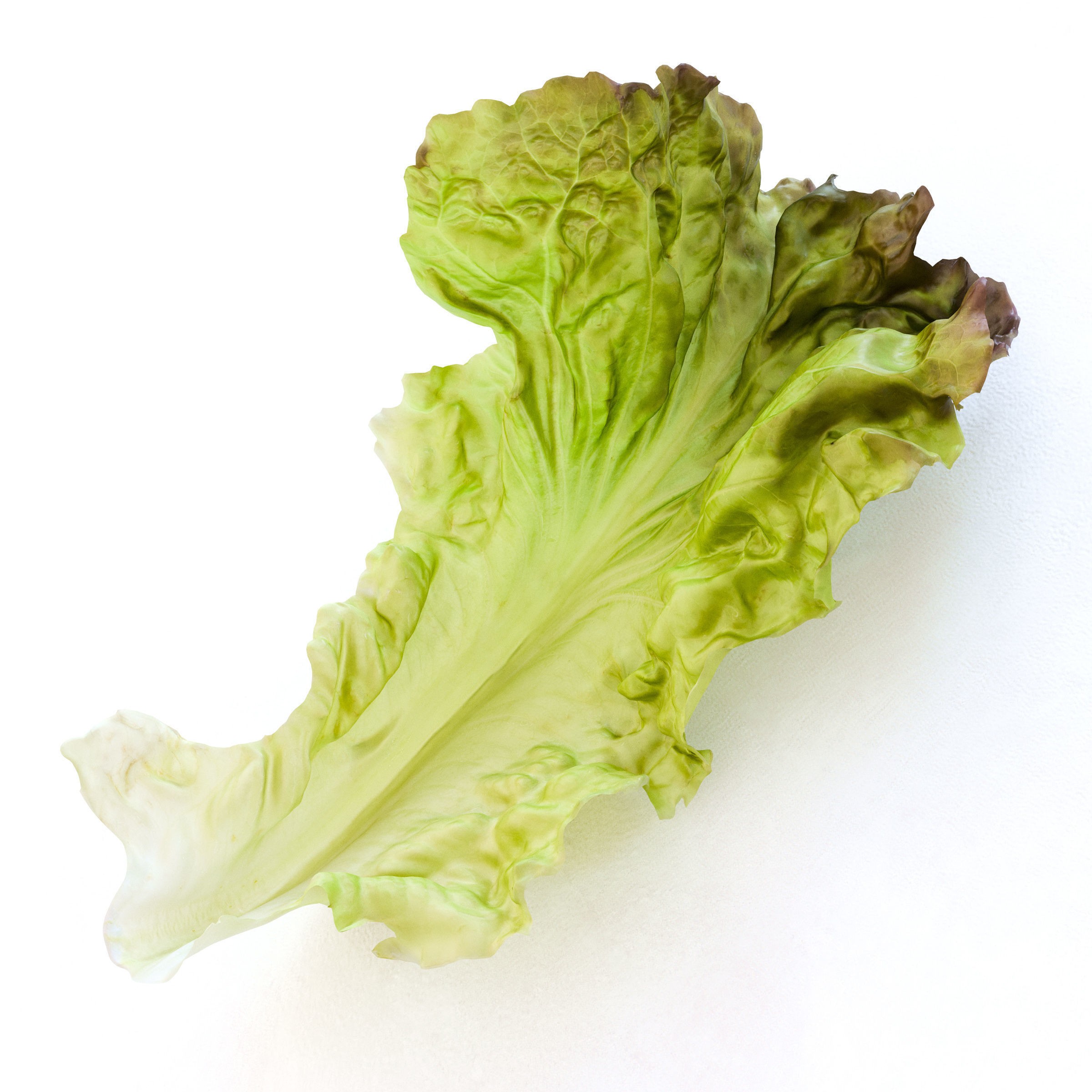 Red Leaf Lettuce - Low-Poly Game-Ready 3D Model - View 15