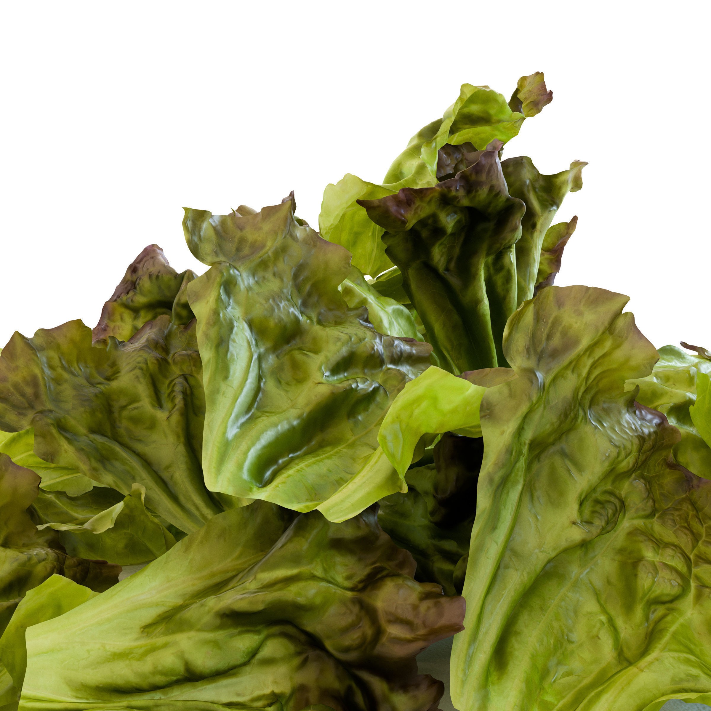 Red Leaf Lettuce - Low-Poly Game-Ready 3D Model - View 16