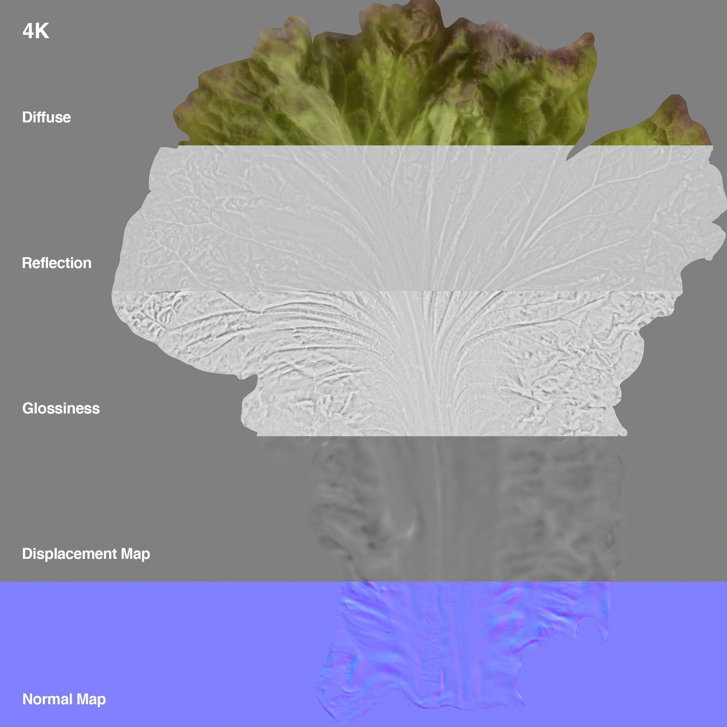 Red Leaf Lettuce - Low-Poly Game-Ready 3D Model - View 17