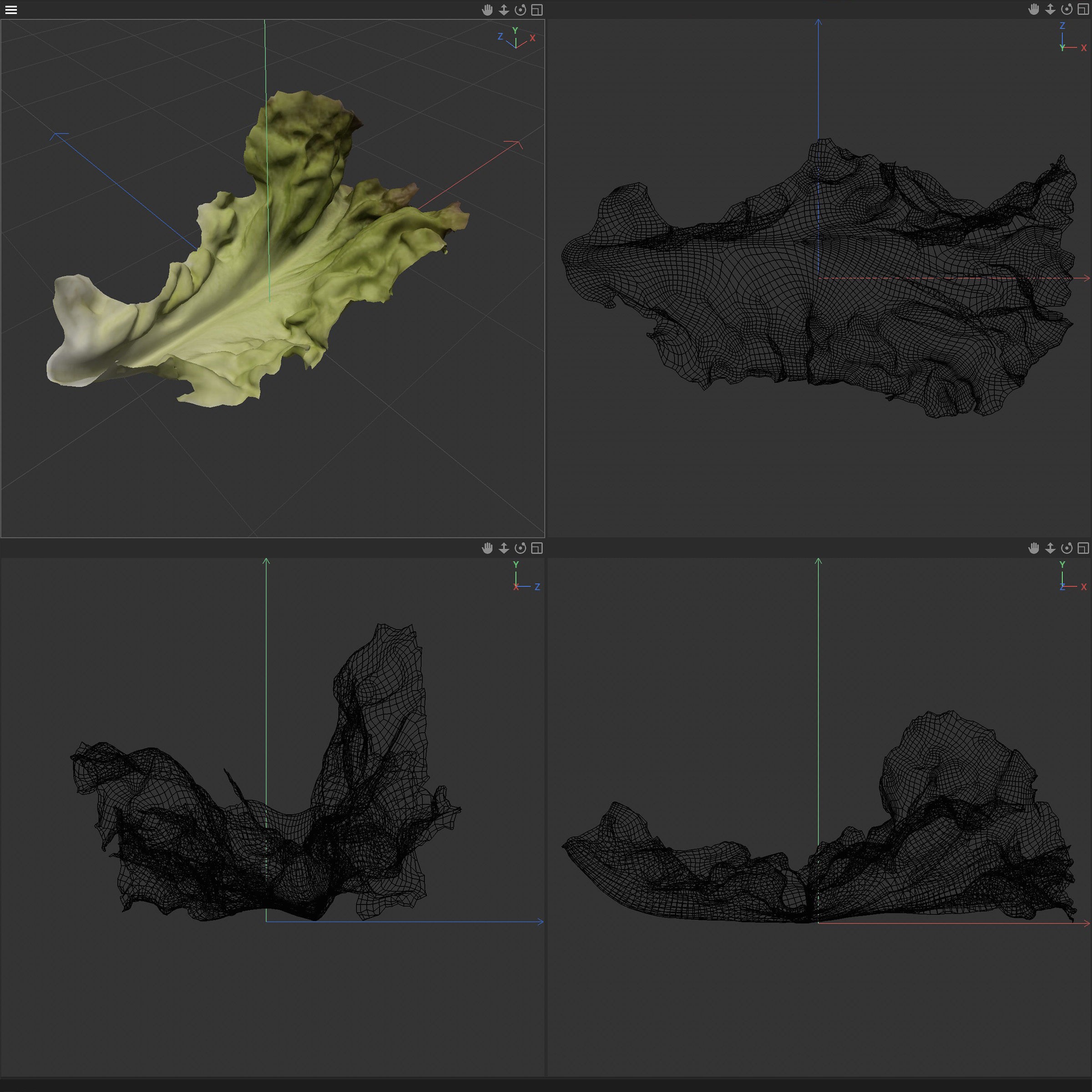 Red Leaf Lettuce - Low-Poly Game-Ready 3D Model - View 18