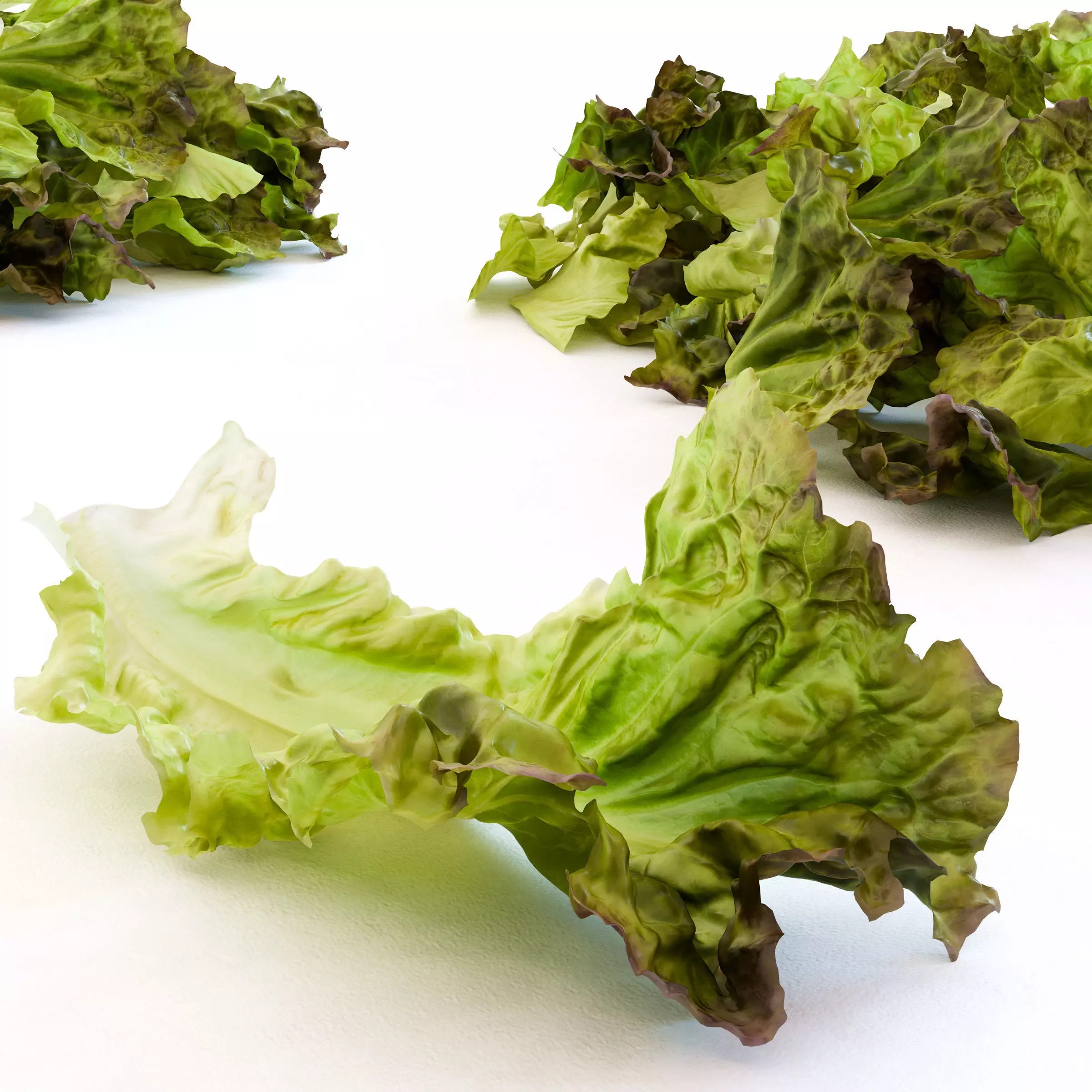 Red Leaf Lettuce - Low-Poly Game-Ready 3D Model - View 2
