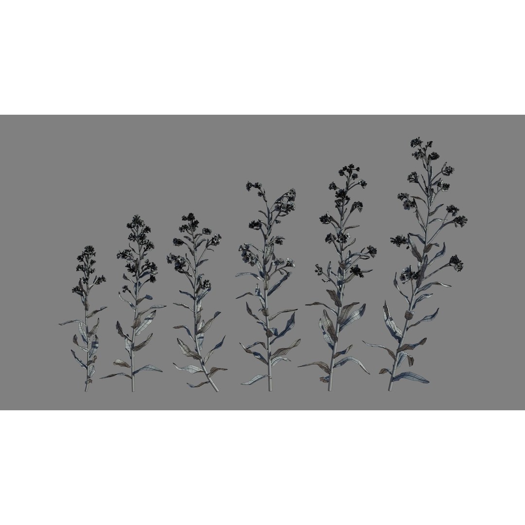 Large Blue Alkanet 3D Model – Low Poly PBR Asset, FBX, OBJ - View 10