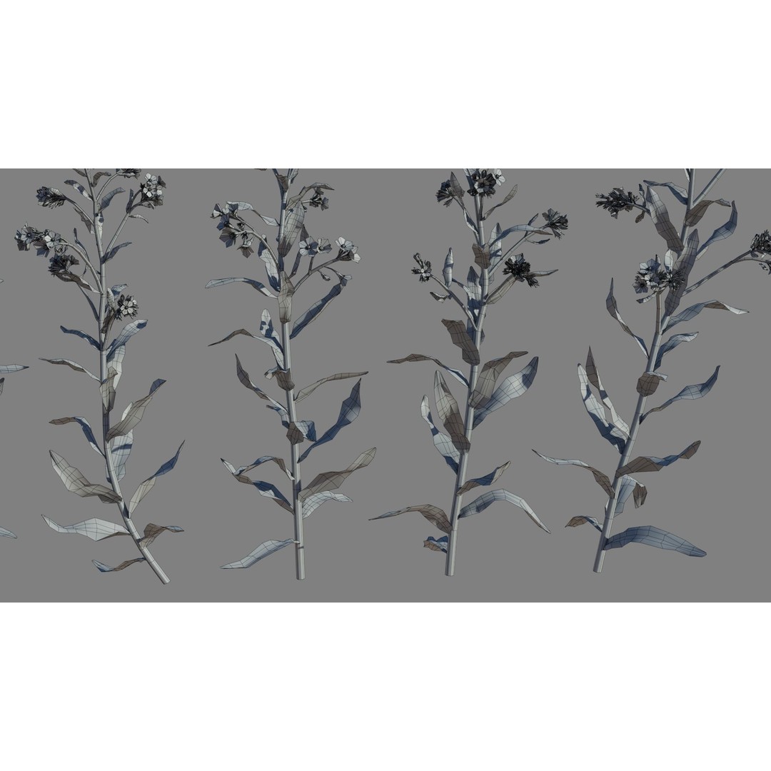 Large Blue Alkanet 3D Model – Low Poly PBR Asset, FBX, OBJ - View 11