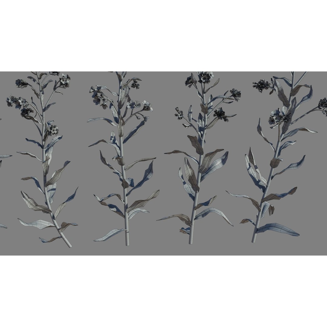 Large Blue Alkanet 3D Model – Low Poly PBR Asset, FBX, OBJ - View 12