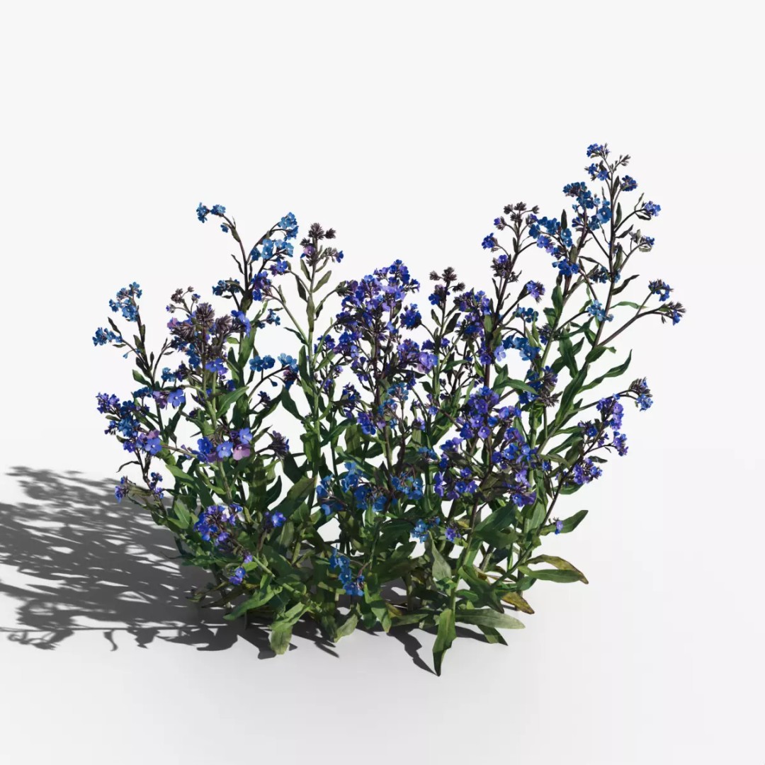 Large Blue Alkanet 3D Model – Low Poly PBR Asset, FBX, OBJ - View 2