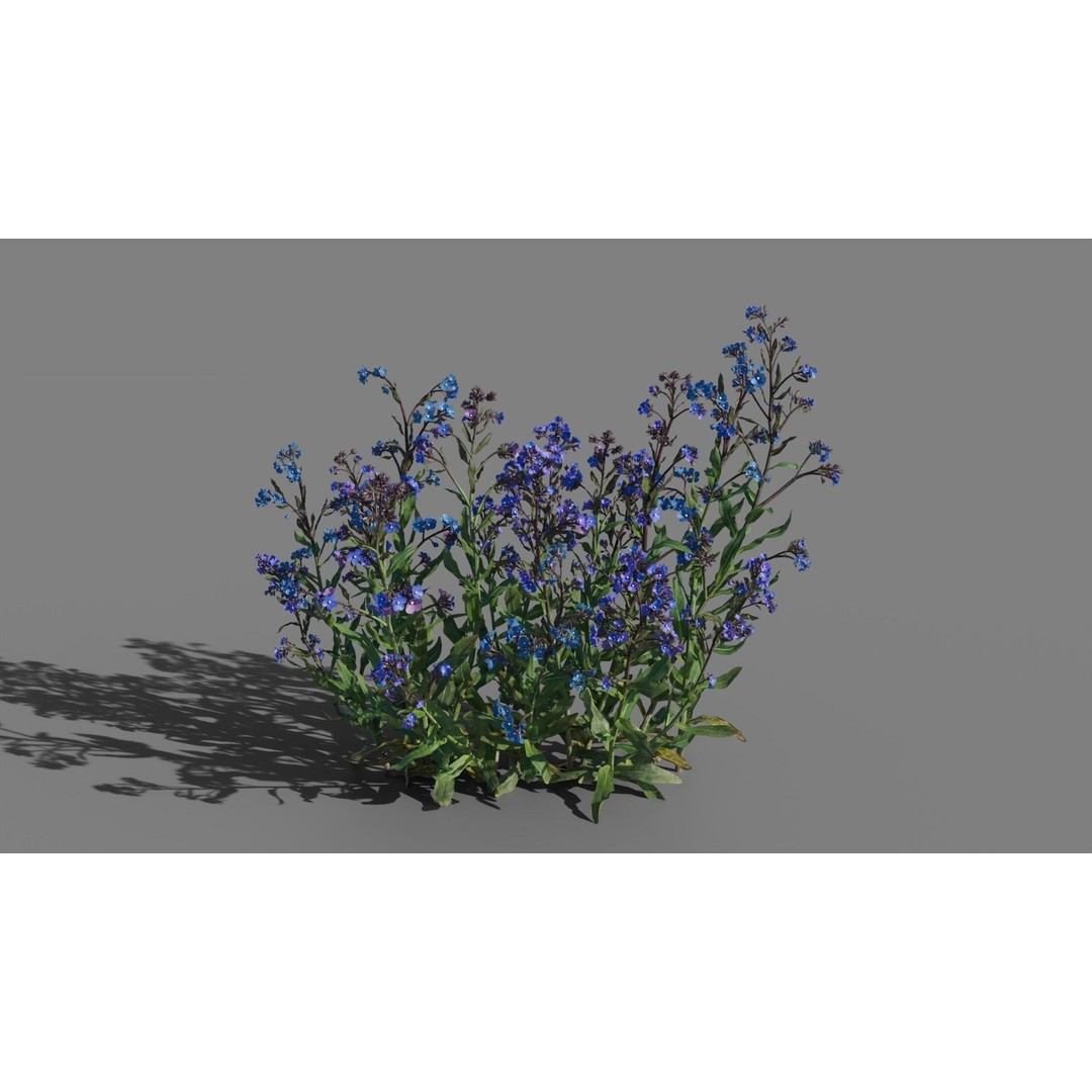 Large Blue Alkanet 3D Model – Low Poly PBR Asset, FBX, OBJ - View 3