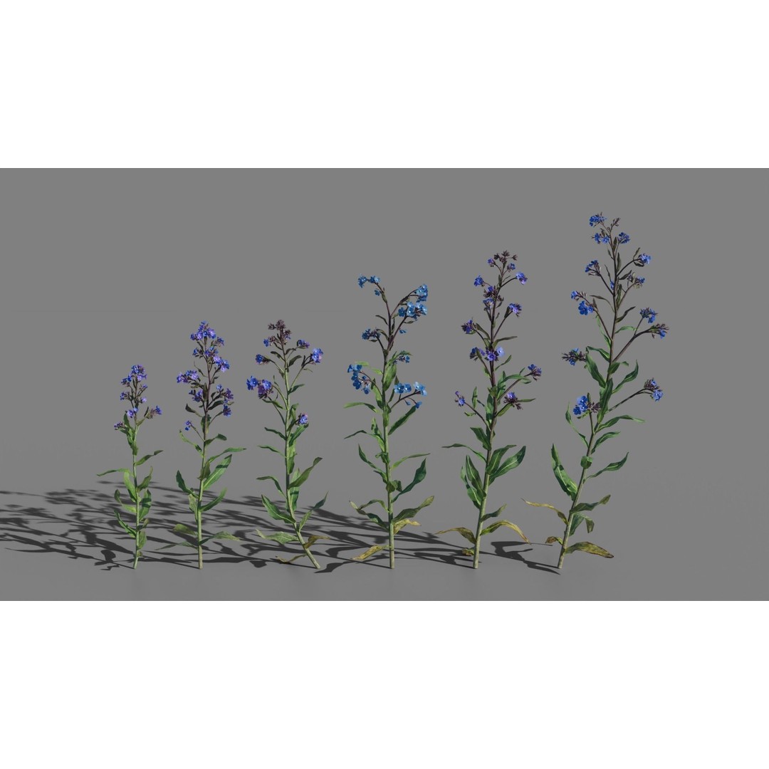 Large Blue Alkanet 3D Model – Low Poly PBR Asset, FBX, OBJ - View 4