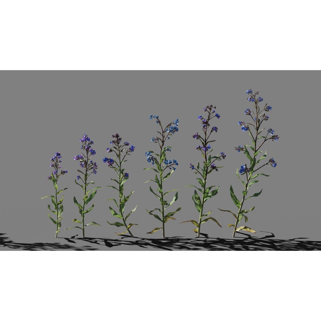 Large Blue Alkanet 3D Model – Low Poly PBR Asset, FBX, OBJ - View 5