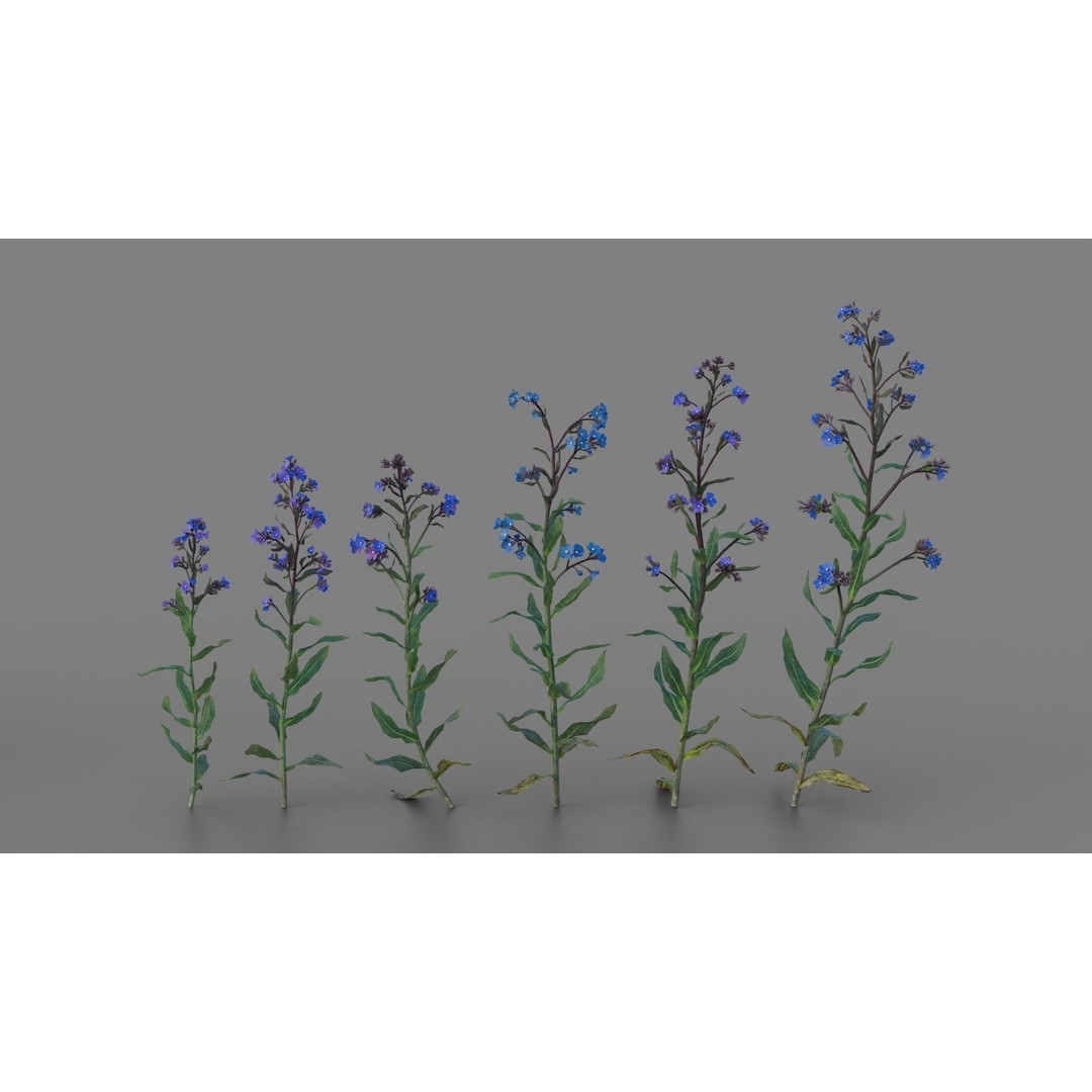 Large Blue Alkanet 3D Model – Low Poly PBR Asset, FBX, OBJ - View 6