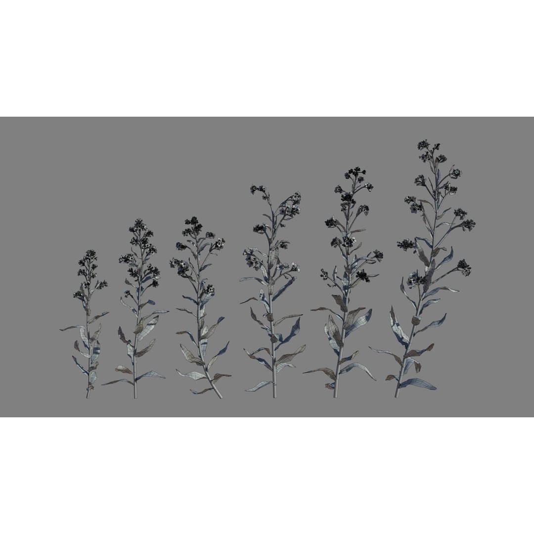 Large Blue Alkanet 3D Model – Low Poly PBR Asset, FBX, OBJ - View 7