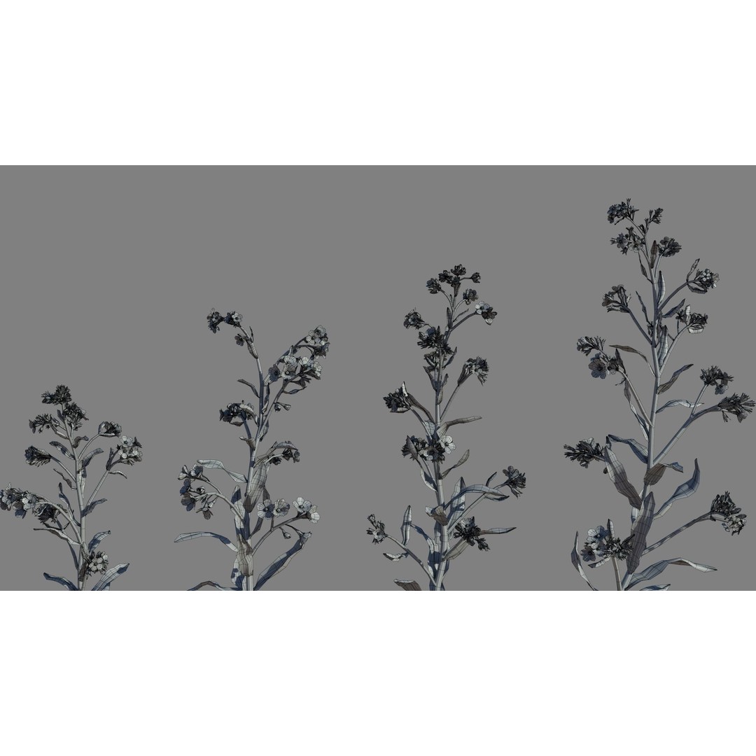 Large Blue Alkanet 3D Model – Low Poly PBR Asset, FBX, OBJ - View 8