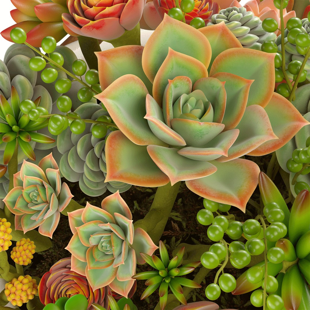 Succulent Arrangement 3D Model – Modern Decorative Set, PBR Textures, OBJ