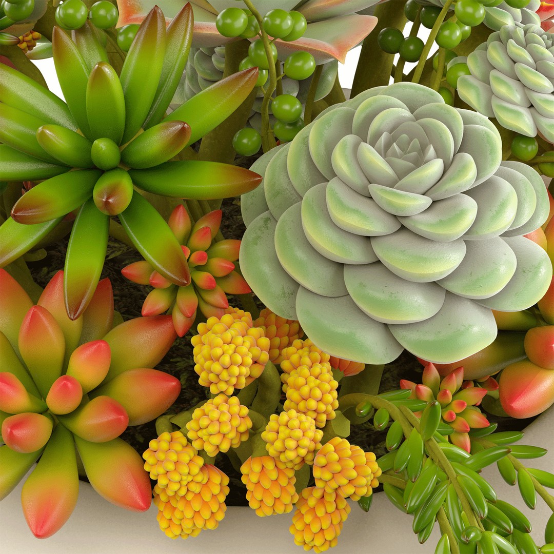 Succulent Arrangement 3D Model – Modern Decorative Set, PBR Textures, OBJ - View 4
