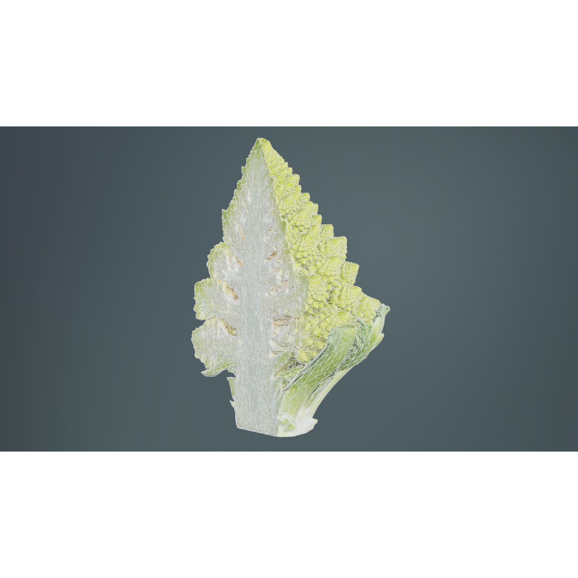 Romanesco Half - Low-Poly Game-Ready 3D Model - View 11