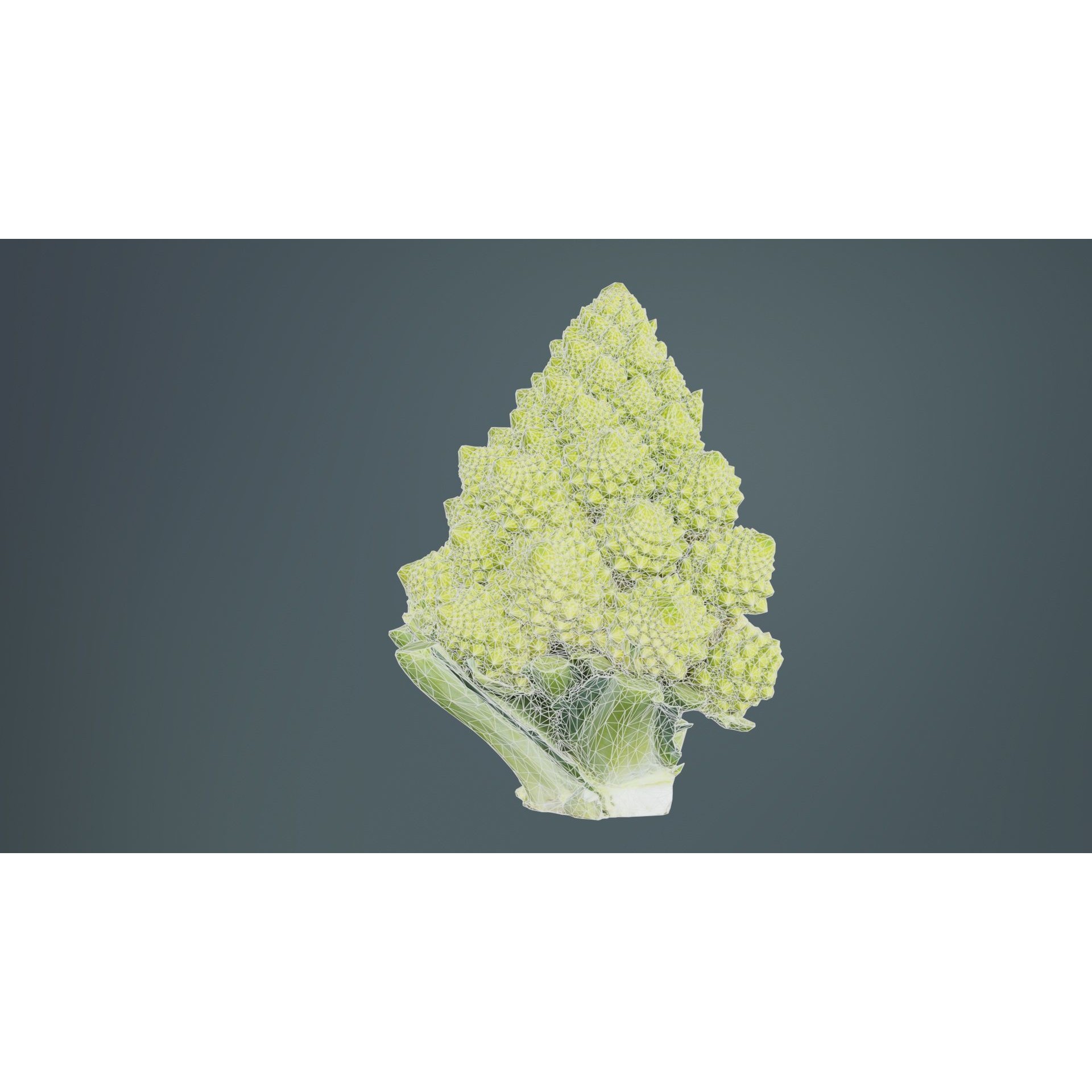 Romanesco Half - Low-Poly Game-Ready 3D Model - View 12