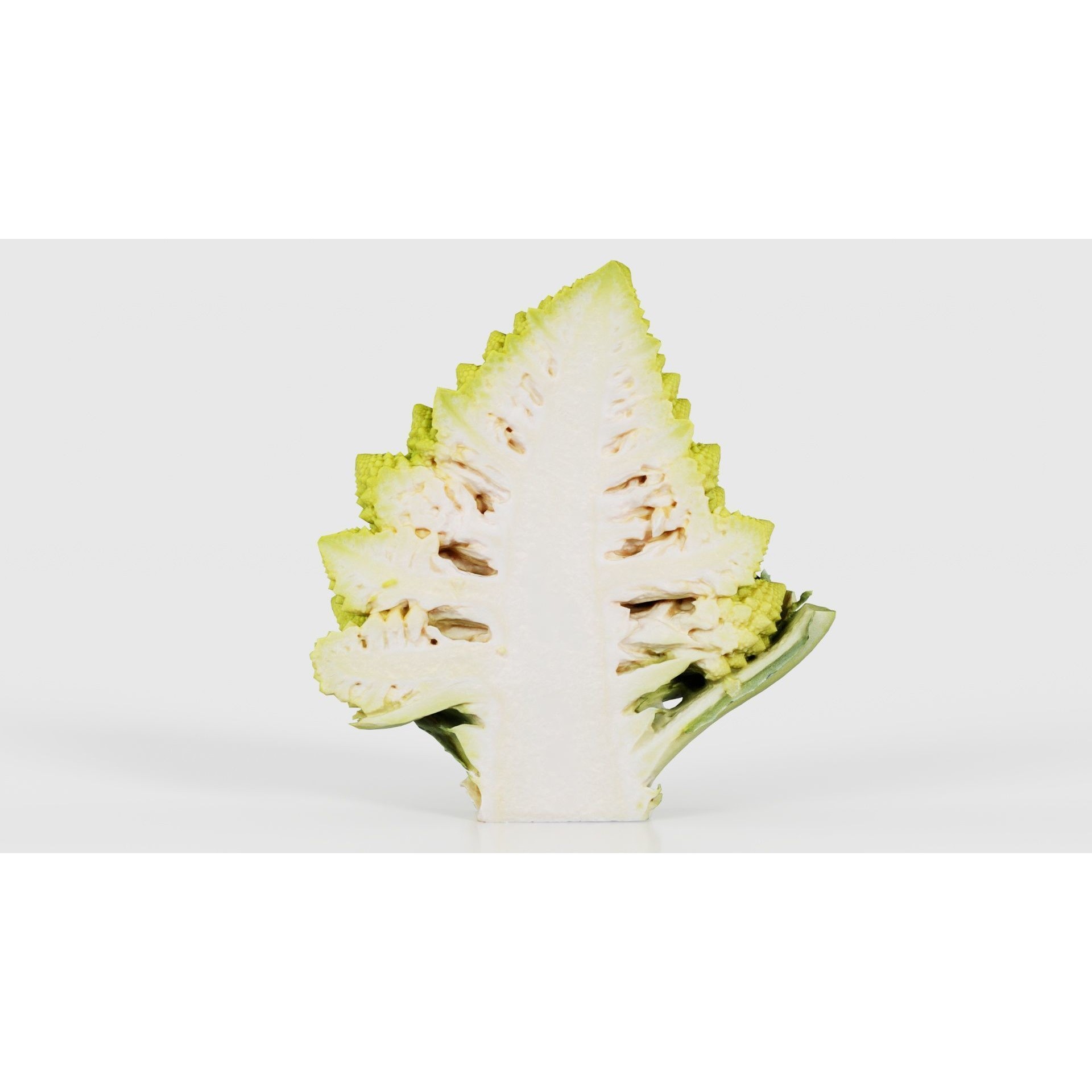 Romanesco Half - Low-Poly Game-Ready 3D Model - View 19