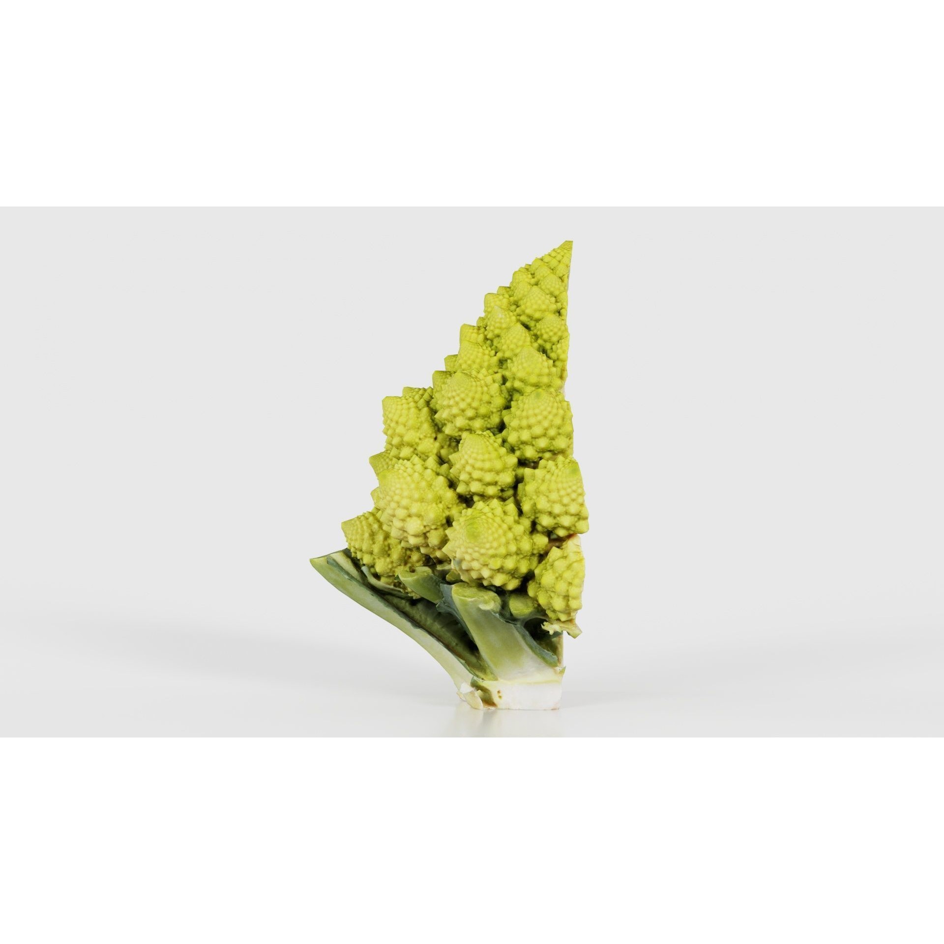 Romanesco Half - Low-Poly Game-Ready 3D Model - View 22