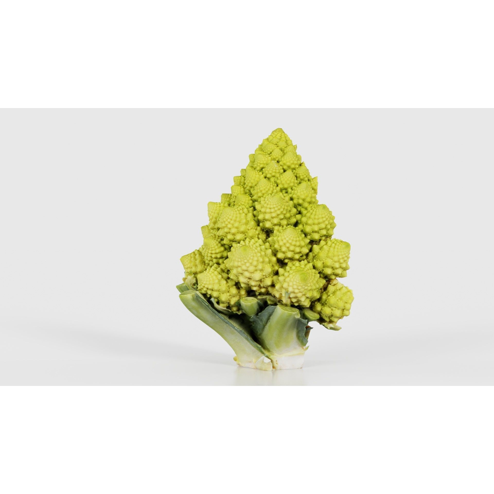 Romanesco Half - Low-Poly Game-Ready 3D Model - View 23