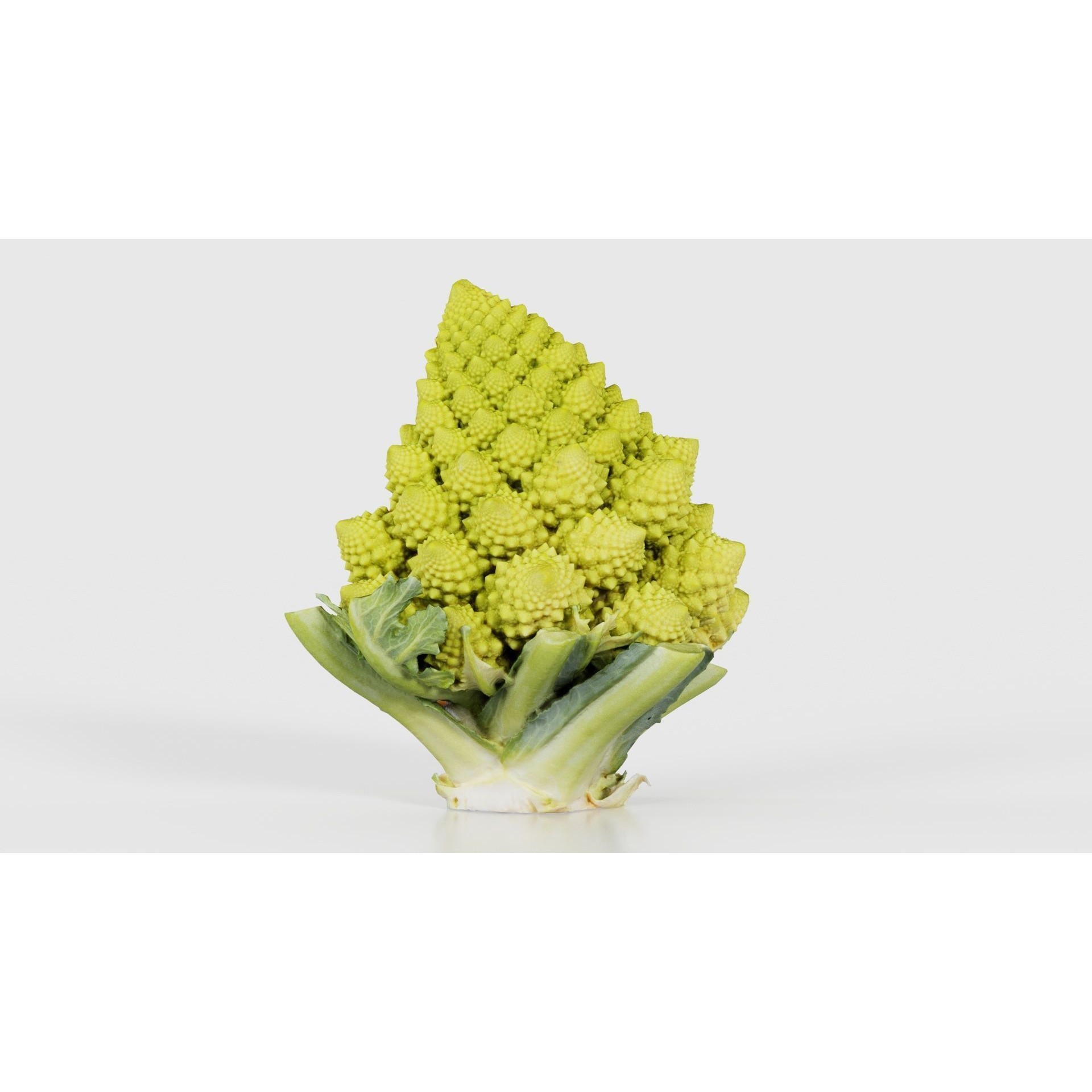 Romanesco Half - Low-Poly Game-Ready 3D Model - View 26