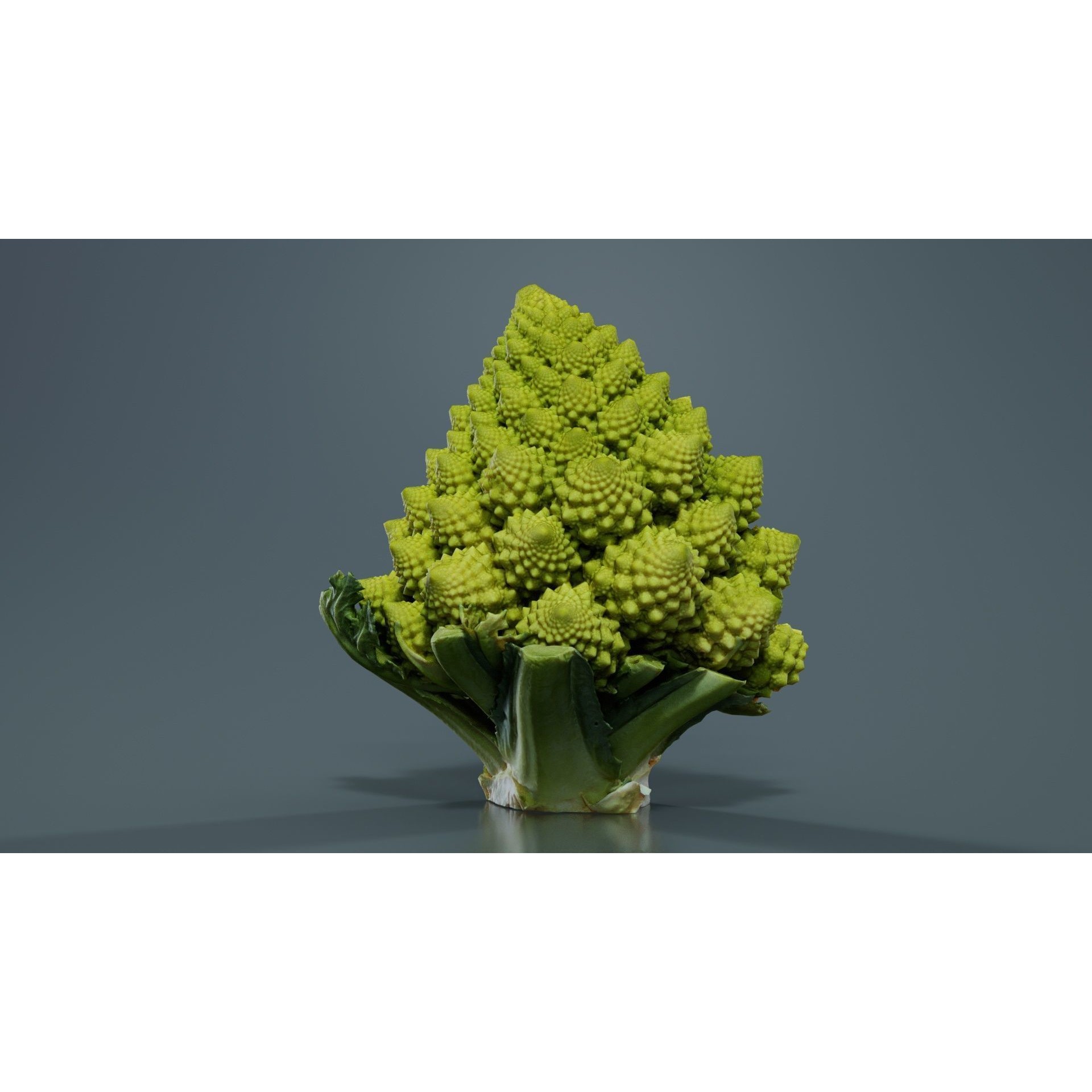 Romanesco Half - Low-Poly Game-Ready 3D Model - View 8