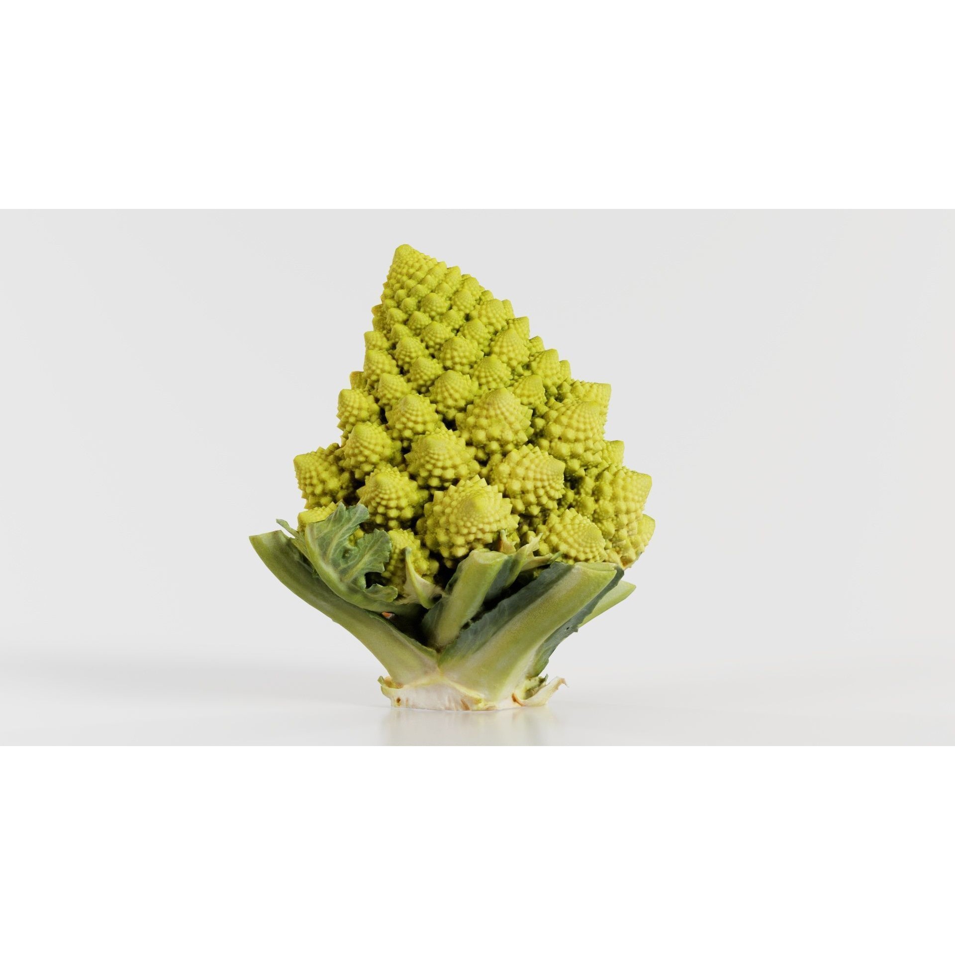 Romanesco Half - Low-Poly Game-Ready 3D Model - View 9